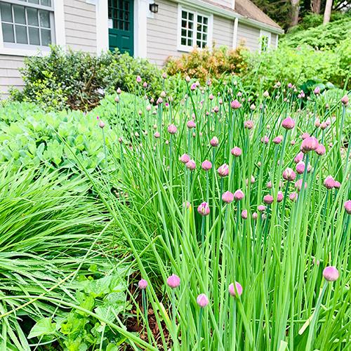Chives in my New England garden